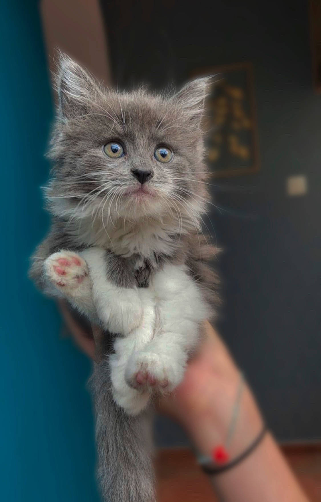 Peluche participe au concours pour gagner de l'argent avec cette photo : british_longhair, carnivore, cat, claw, domestic_short_haired_cat, eye, fawn, felidae, fur, hand, paw, small_to_medium_sized_cats, snout, tail, terrestrial_animal, whiskers