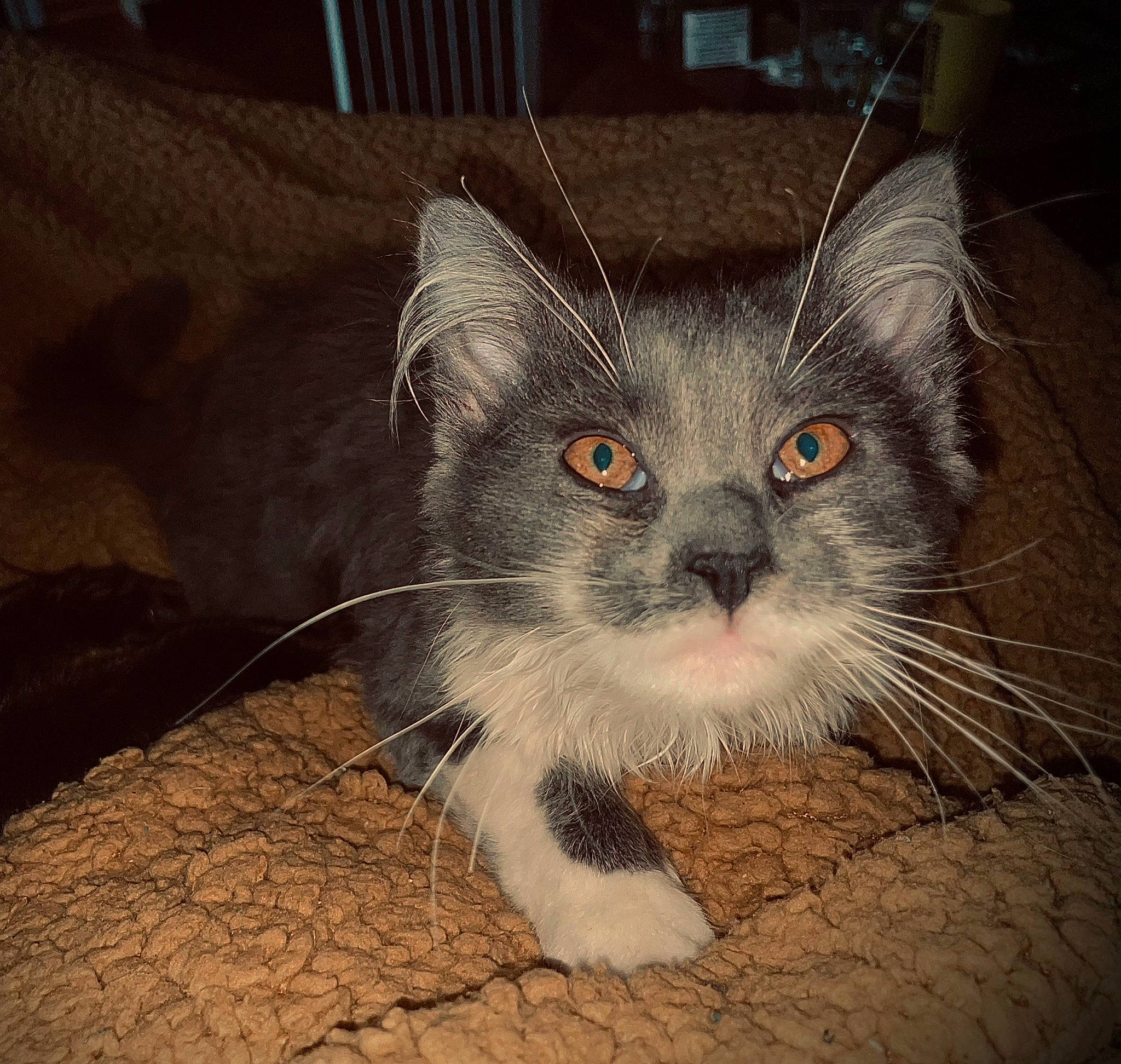 Peluche a rejoint le concours — aidez-le/la à gagner de superbes lots ! carnivore, cat, claw, comfort, domestic_short_haired_cat, eye, fawn, felidae, fur, paw, photo_caption, small_to_medium_sized_cats, snout, tail, terrestrial_animal, whiskers