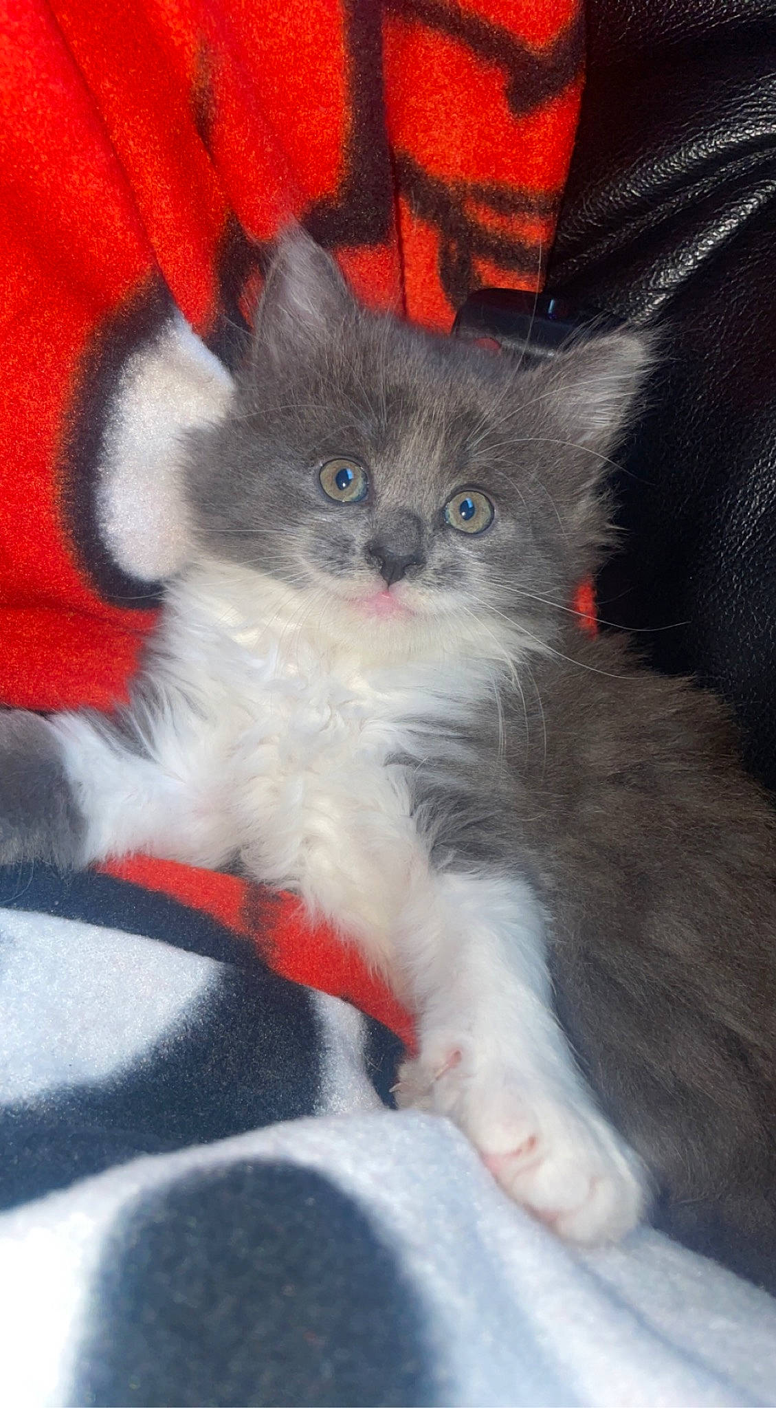 Peluche participe au concours pour gagner de l'argent avec cette photo : carnivore, cat, cat_supply, claw, comfort, domestic_short_haired_cat, fawn, felidae, fur, iris, paw, sitting, small_to_medium_sized_cats, snout, tail, whiskers