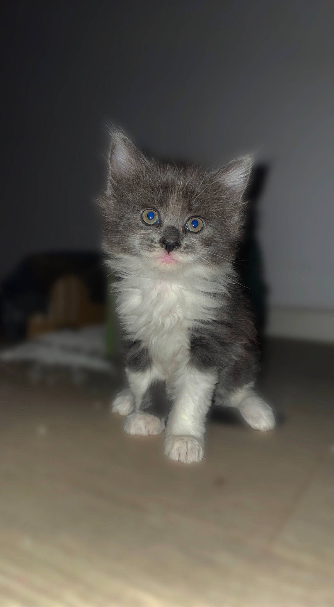 Peluche a rejoint le concours — aidez-le/la à gagner de superbes lots ! carnivore, cat, claw, darkness, domestic_short_haired_cat, electric_blue, fawn, felidae, flooring, fur, paw, photo_caption, sitting, small_to_medium_sized_cats, snout, tail, terrestrial_animal, whiskers