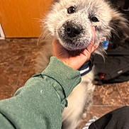 Buckie joined the competition — help win amazing prizes! puppy, dog, fluffy, white_fur, black_fur, close_up, nose, eyes, portrait, hand, petting, indoor, wooden_door, tile_floor, household, candid, adorable, curious, animal, photography