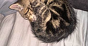 Freddy Marbles joined the competition — help win amazing prizes! kitten, cat, sleeping, curled_up, tabby, fur, bed, pillow, cozy, nap, animal, pet, cute, resting, indoor, soft, striped, whiskers, tiny, adorable