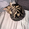 kitten, cat, sleeping, curled_up, tabby, fur, bed, pillow, cozy, nap, animal, pet, cute, resting, indoor, soft, striped, whiskers, tiny, adorable