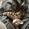 Freddy Marbles joined the competition — help win amazing prizes! kitten, tabby, cat, feline, pet, animal, sleeping, blanket, gray, cute, whiskers, paw, ears, fur, domestic, indoor, cozy, resting, young, curious