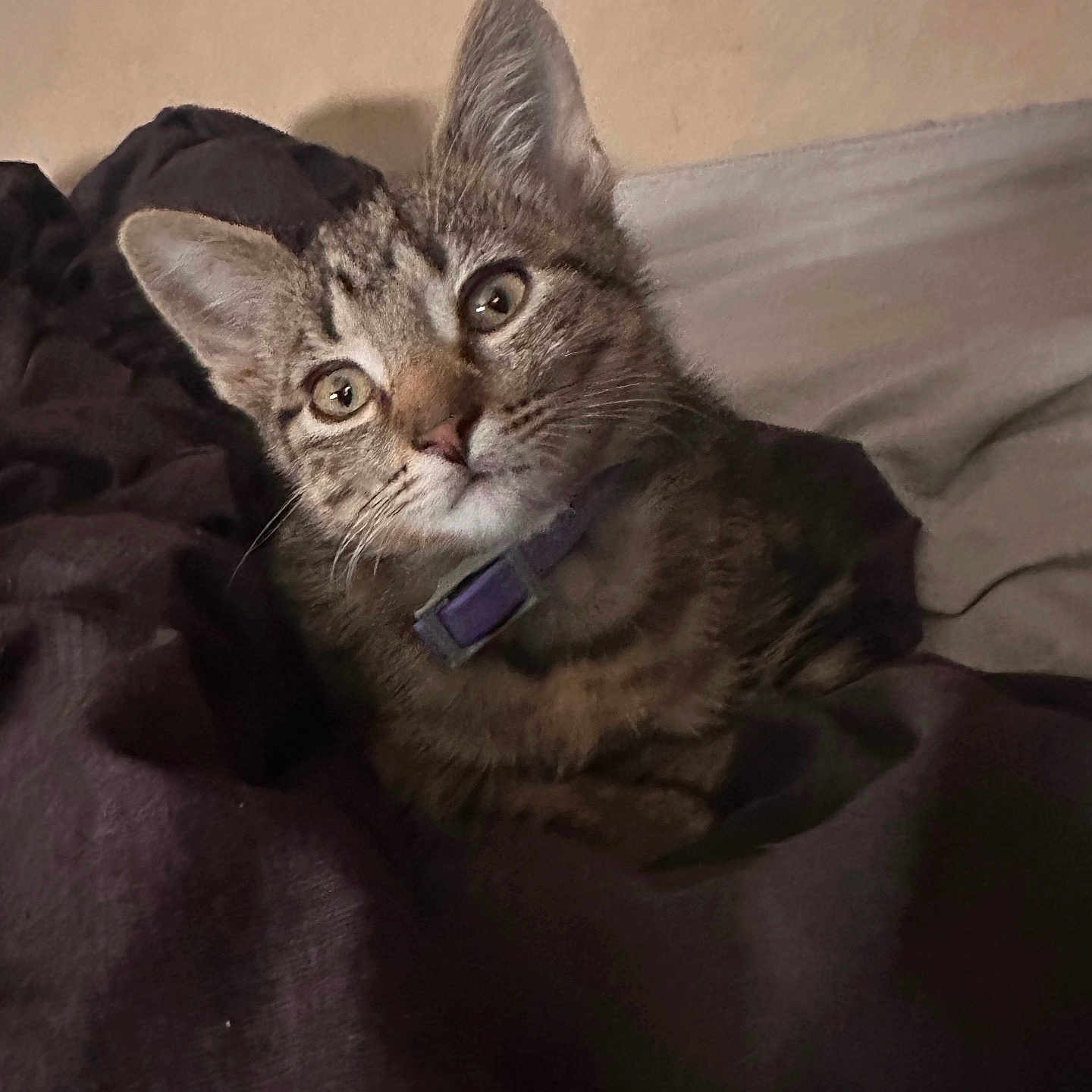 Freddy Marbles