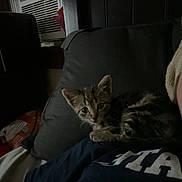 Freddy Marbles is registered to the contest to win money with this photo: kitten, cat, tabby, pet, indoor, resting, pillow, person, shirt, dark, cozy, couch, air_conditioner, window, curled_up, fur, animal, home, relaxing, sleepy