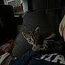 kitten, cat, tabby, pet, indoor, resting, pillow, person, shirt, dark, cozy, couch, air_conditioner, window, curled_up, fur, animal, home, relaxing, sleepy