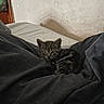 Freddy Marbles is registered to the contest to win money with this photo: kitten, cat, tabby, animal, pet, bed, blanket, fur, indoor, sleepy, cute, resting, cozy, small, whiskers, feline, young, comfort, domestic, soft
