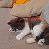 Diva a rejoint le concours — aidez-le/la à gagner de superbes lots ! adorable, animal, cat, colorful, couch, cozy, cushion, cute, fur, furry, home, indoor, kitten, paw, pet, playful, relaxing, resting, small, soft