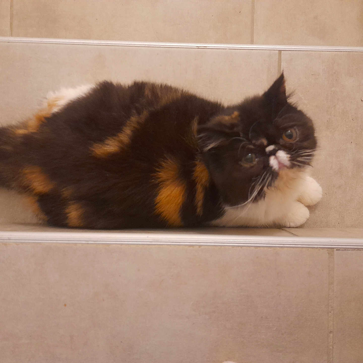 Diva