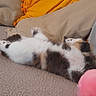 Diva participe au concours pour gagner de l'argent avec cette photo : animal, black, blur, brown, calico, cat, couch, cozy, feline, fur, furniture, home, indoor, pet, pillow, relaxed, resting, sleeping, soft, white