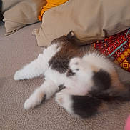 Diva participe au concours pour gagner de l'argent avec cette photo : animal, blur, cat, colorful, cozy, cushion, cute, fabric, furniture, furry, home, indoor, kitten, pet, pillow, playful, resting, rolling, small, texture