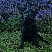 Apple participe au concours pour gagner de l'argent avec cette photo : animal, black_dog, brick_wall, cute, daylight, dog, flora, flower_bush, garden, grass, greenery, lavender, nature, outdoor, pet, plant, puppy, sitting, window, young_dog