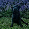 animal, black_dog, brick_wall, cute, daylight, dog, flora, flower_bush, garden, grass, greenery, lavender, nature, outdoor, pet, plant, puppy, sitting, window, young_dog