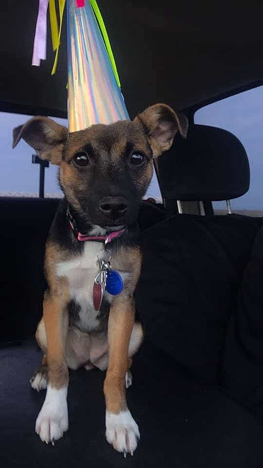 Willow is registered to the contest to win money with this photo: canidae, carnivore, dog, dog_breed, fawn, feist, mammal, paw, potcake_dog, puppy, rare_breed_dog, snout, sporting_group