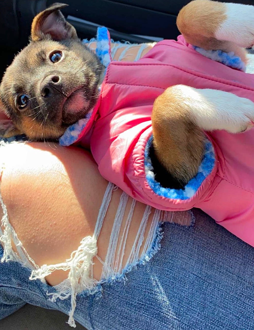 Willow is registered to the contest to win money with this photo: canidae, carnivore, companion_dog, dog, dog_breed, dog_clothes, fawn, french_bulldog, non_sporting_group, puppy, puppy_love, snout, sporting_group, toy_dog