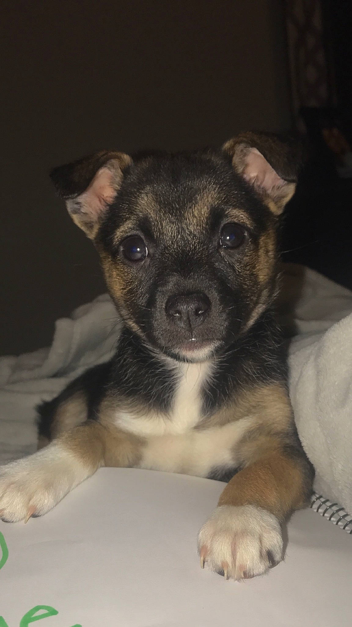 Willow joined the competition — help win amazing prizes! canidae, carlin_pinscher, carnivore, chihuahua, dog, dog_breed, fawn, feist, mammal, potcake_dog, puppy, rare_breed_dog, snout, sporting_group, vertebrate, whiskers