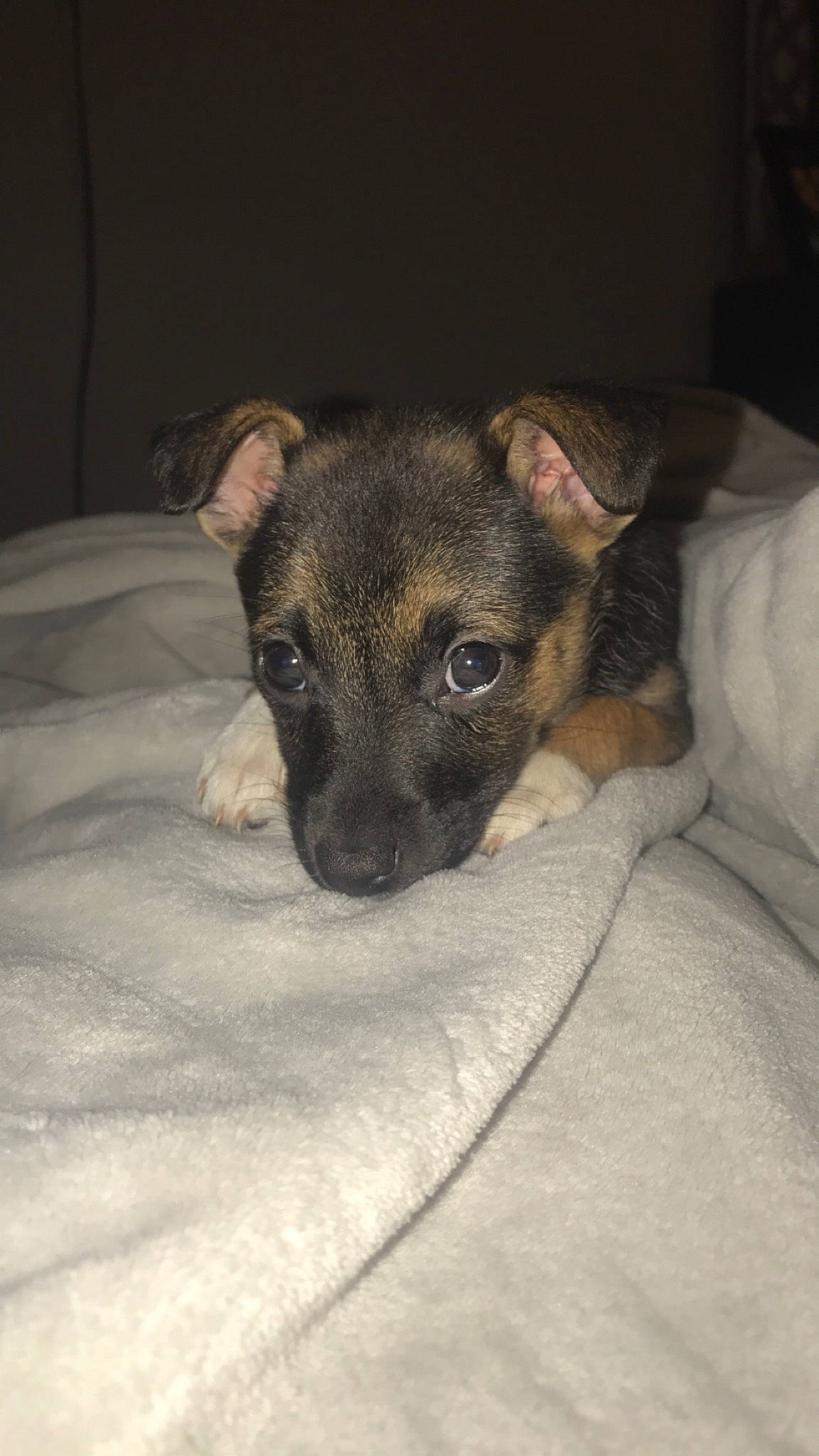 Willow is registered to the contest to win money with this photo: canidae, carnivore, dog, dog_breed, ear, fawn, feist, fox_terrier, mammal, nose, potcake_dog, puppy, snout, sporting_group, vertebrate, whiskers