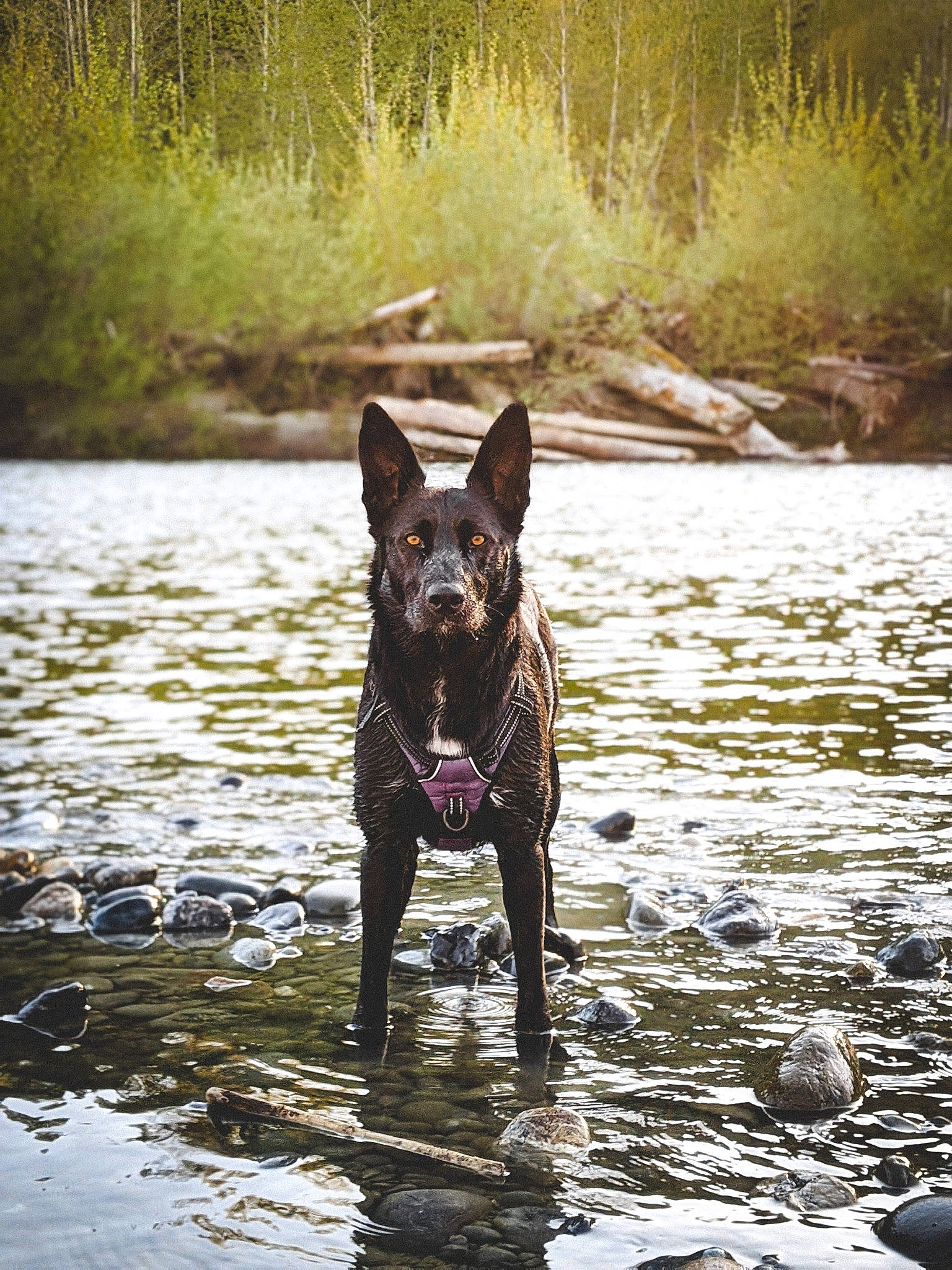 Rio is registered to the contest to win money with this photo: australian_kelpie, canidae, carnivore, dog, dog_breed, dutch_shepherd_dog, formosan_mountain_dog, guard_dog, hunting_dog, mammal, river, sporting_group, vertebrate, water, working_dog