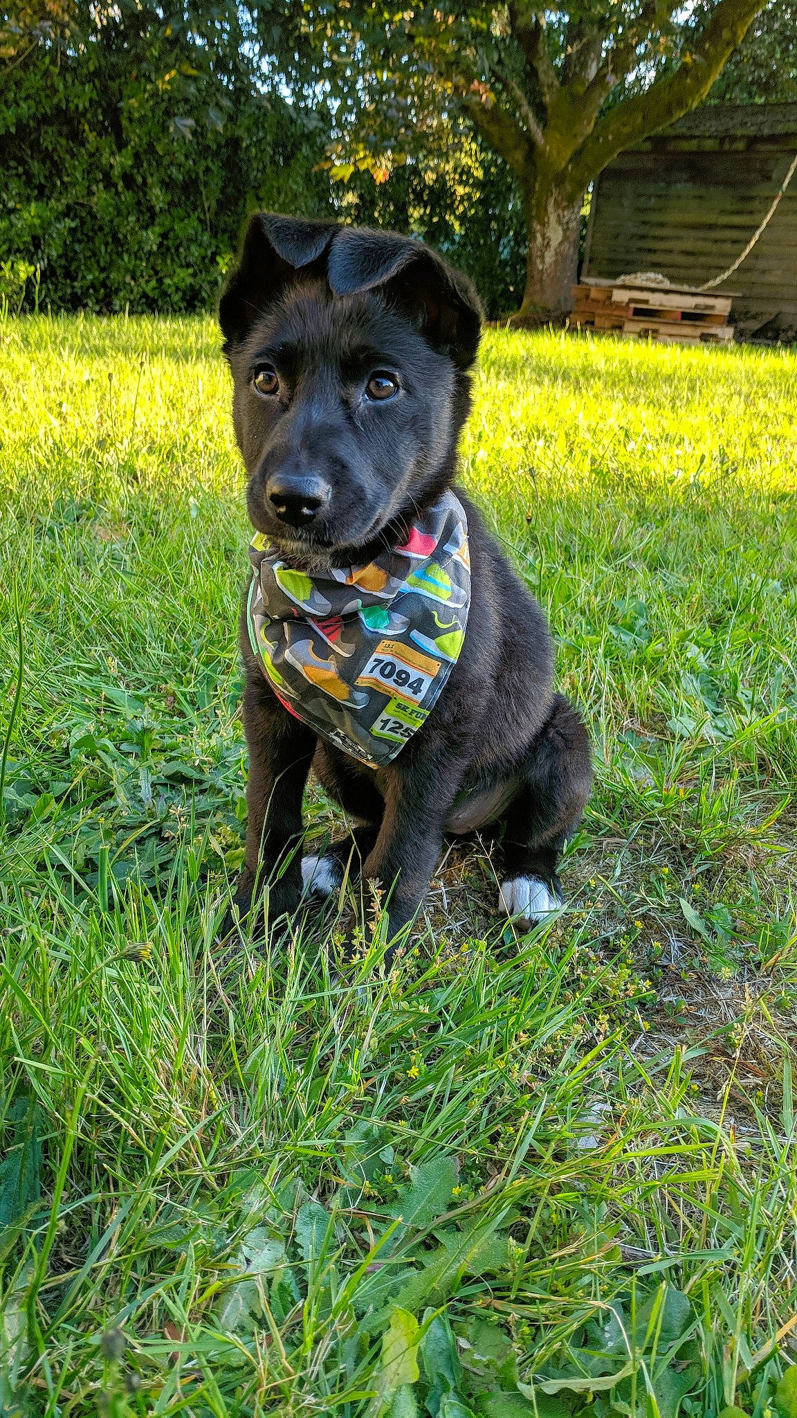 Rio joined the competition — help win amazing prizes! canidae, canis_panther, carnivore, companion_dog, dog, dog_breed, flower, gladiolus, grass, mammal, patterdale_terrier, plant, rare_breed_dog, snout, sporting_group, vertebrate