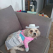 Sasha Renae is registered to the contest to win money with this photo: adorable, animal, brown_and_white, carpet, costume, couch, cowboy_hat, cute, dog, fringe, fur, furniture, home_decor, indoor, living_room, looking_away, pet, relaxed, seated, small_dog