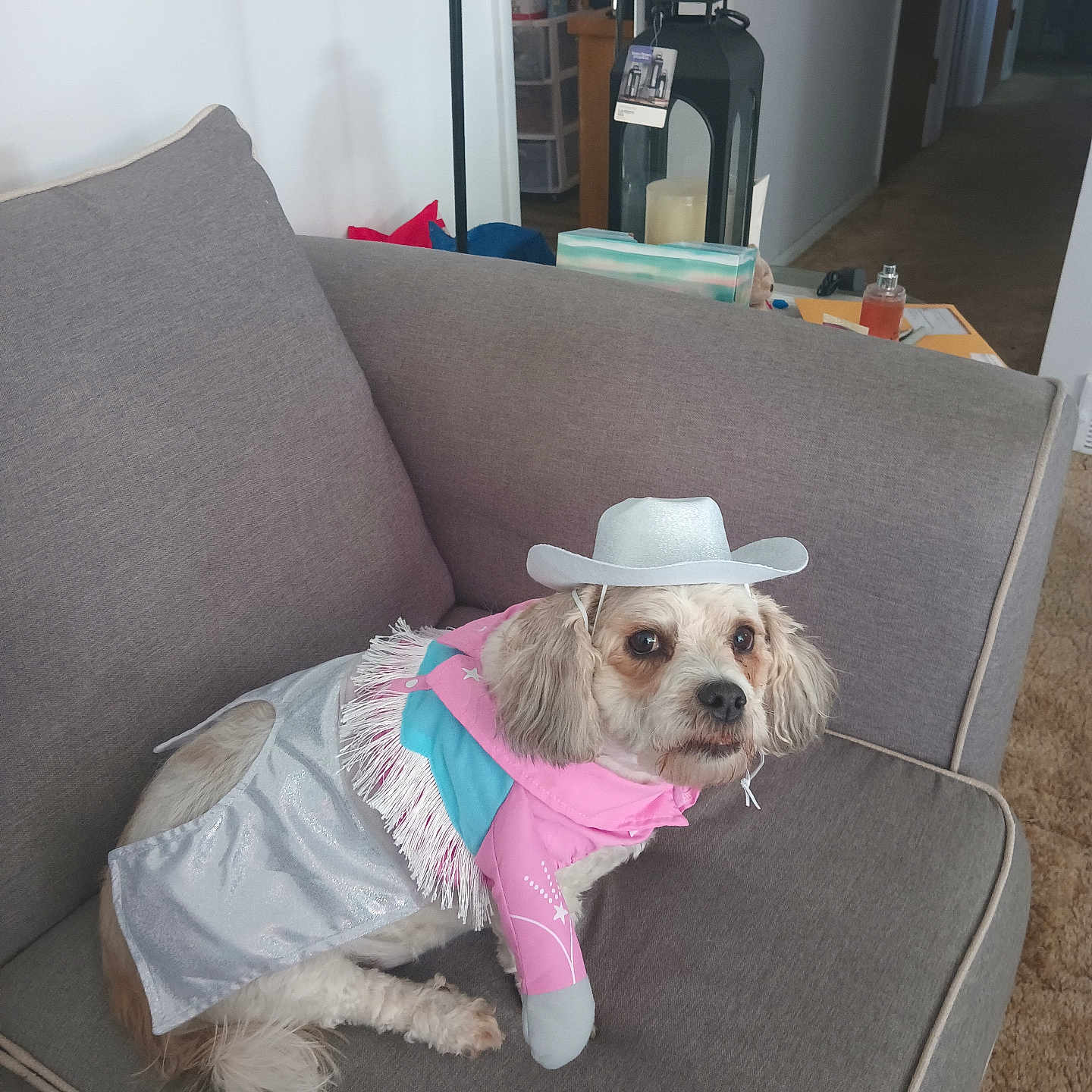 Sasha Renae is registered to the contest to win money with this photo: adorable, animal, brown_and_white, carpet, costume, couch, cowboy_hat, cute, dog, fringe, fur, furniture, home_decor, indoor, living_room, looking_away, pet, relaxed, seated, small_dog