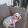 Sasha Renae is registered to the contest to win money with this photo: animal, canine, carpet, clothing, costume, couch, cowboy_hat, cute, decor, dog, fur, furniture, household, indoor, living_room, pet, portrait, relaxing, seated, small_dog