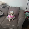 Sasha Renae is registered to the contest to win money with this photo: animal, bandana, brown_carpet, costume, couch, cowboy_hat, cute, dog, domestic_animal, funny, furniture, gray_sofa, indoor, living_room, pet, pet_clothing, pillows, sitting, small_dog, sofa