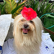 Maya joined the competition — help win amazing prizes! dog, flower, hibiscus, smiling, fluffy, cream_colored, outdoor, plants, greenery, pet, happy, fur, sitting, leash, nature, garden, close_up, animal, tongue_out, cute