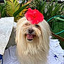 dog, flower, hibiscus, smiling, fluffy, cream_colored, outdoor, plants, greenery, pet, happy, fur, sitting, leash, nature, garden, close_up, animal, tongue_out, cute