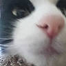 Mochi is registered to the contest to win money with this photo: animal, black_and_white, blur, cat, closeup, cute, eye, feline, fur, indoor, knitted_fabric, macro, muzzle, nose, pet, portrait, snout, soft_focus, texture, whiskers