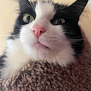 Mochi joined the competition — help win amazing prizes! animal, black_and_white, cat, close_up, cozy, curious, cute, eyes, face, feline, fur, indoor, knitted_blanket, pet, pink_nose, portrait, relaxed, snug, soft, whiskers