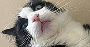 Mochi is registered to the contest to win money with this photo: animal, black_and_white, cat, close_up, curious, cute, domestic_cat, expression, face, feline, fur, indoor, looking_up, pet, pink_nose, portrait, texture, wall, whisker, whiskers