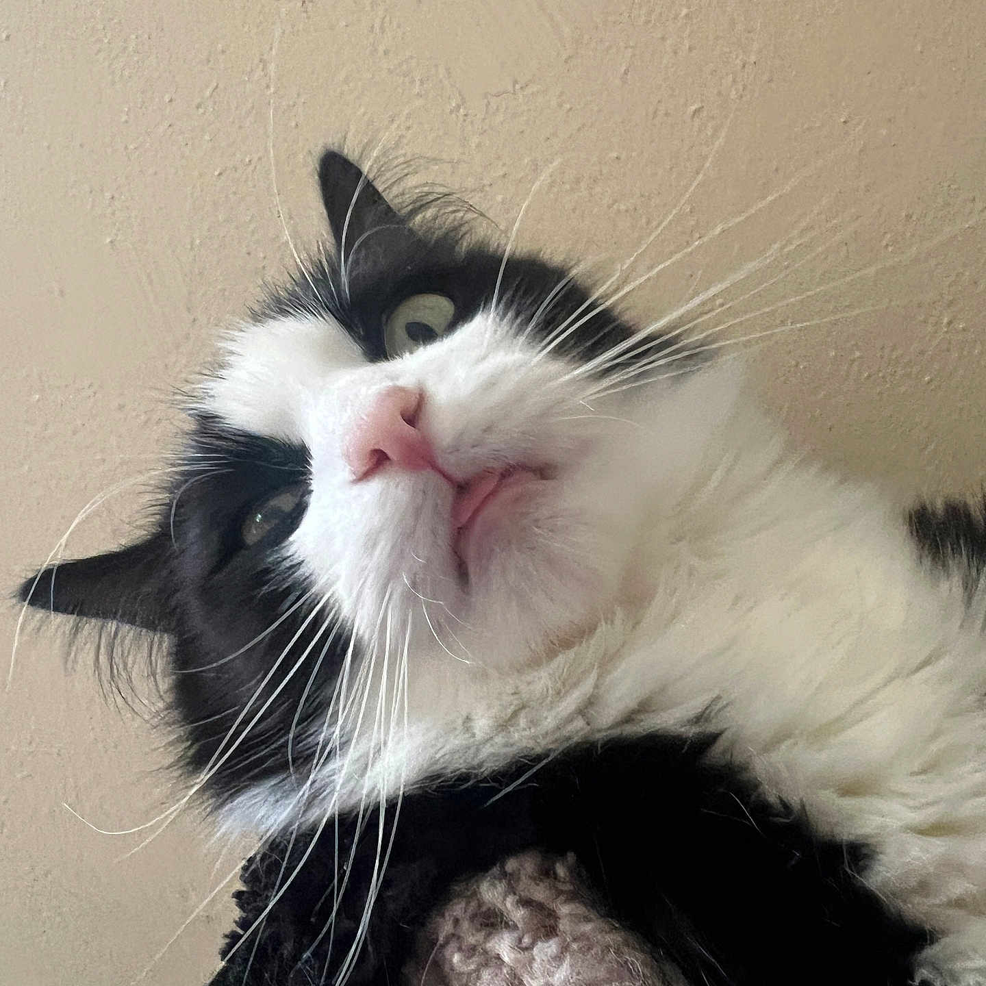 Mochi