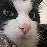 Mochi is registered to the contest to win money with this photo: animal, black_and_white, cat, close_up, cozy, curious, cute, eyes, face, feline, fur, indoor, macro, pet, pink_nose, portrait, relaxed, soft, texture, whiskers