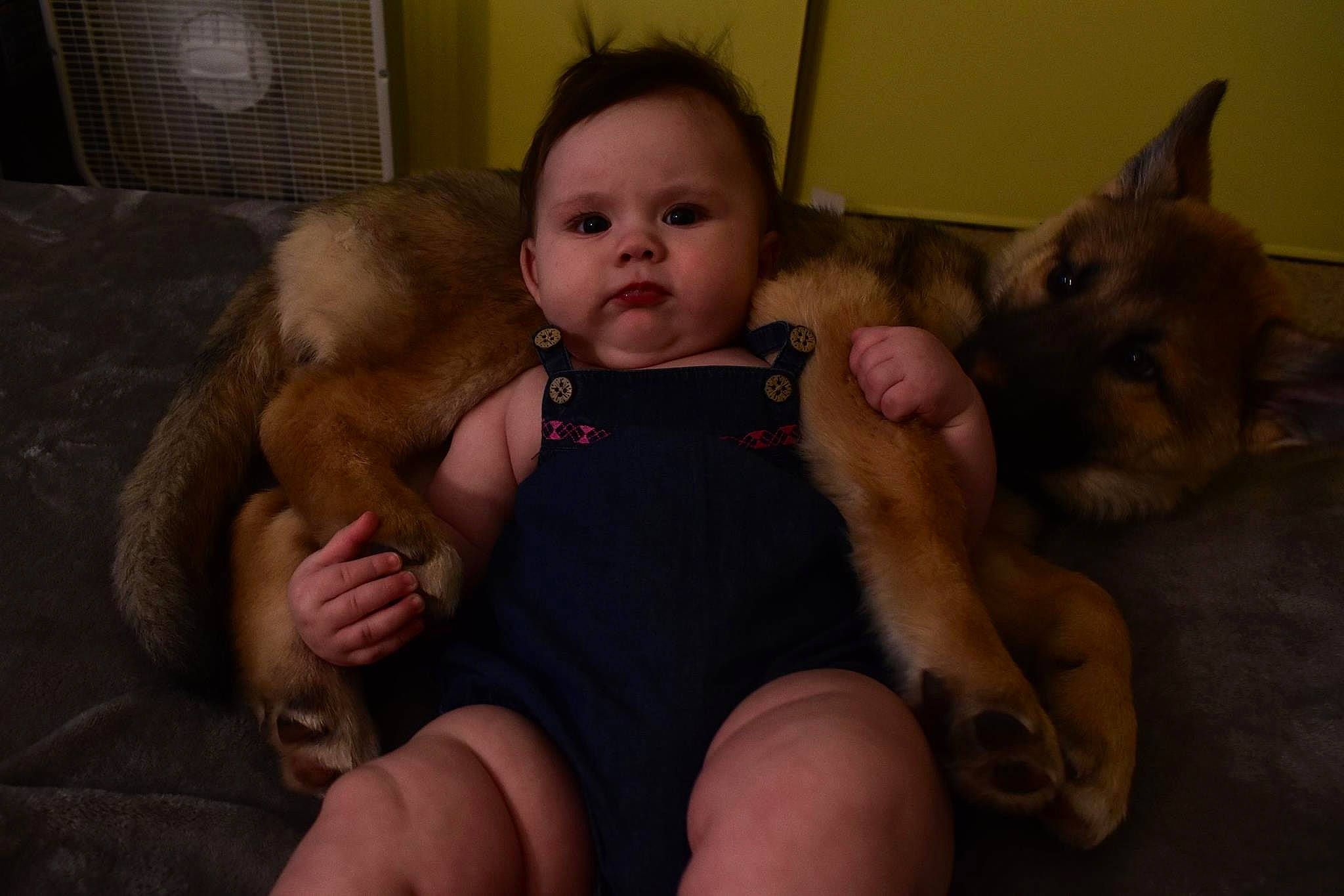 Persephone joined the competition — help win amazing prizes! baby, canidae, carnivore, cheek, child, dog, dog_breed, ear, eye, fawn, fur, iris, leg, muscle, nose, person, puppy, sitting, skin, sporting_group