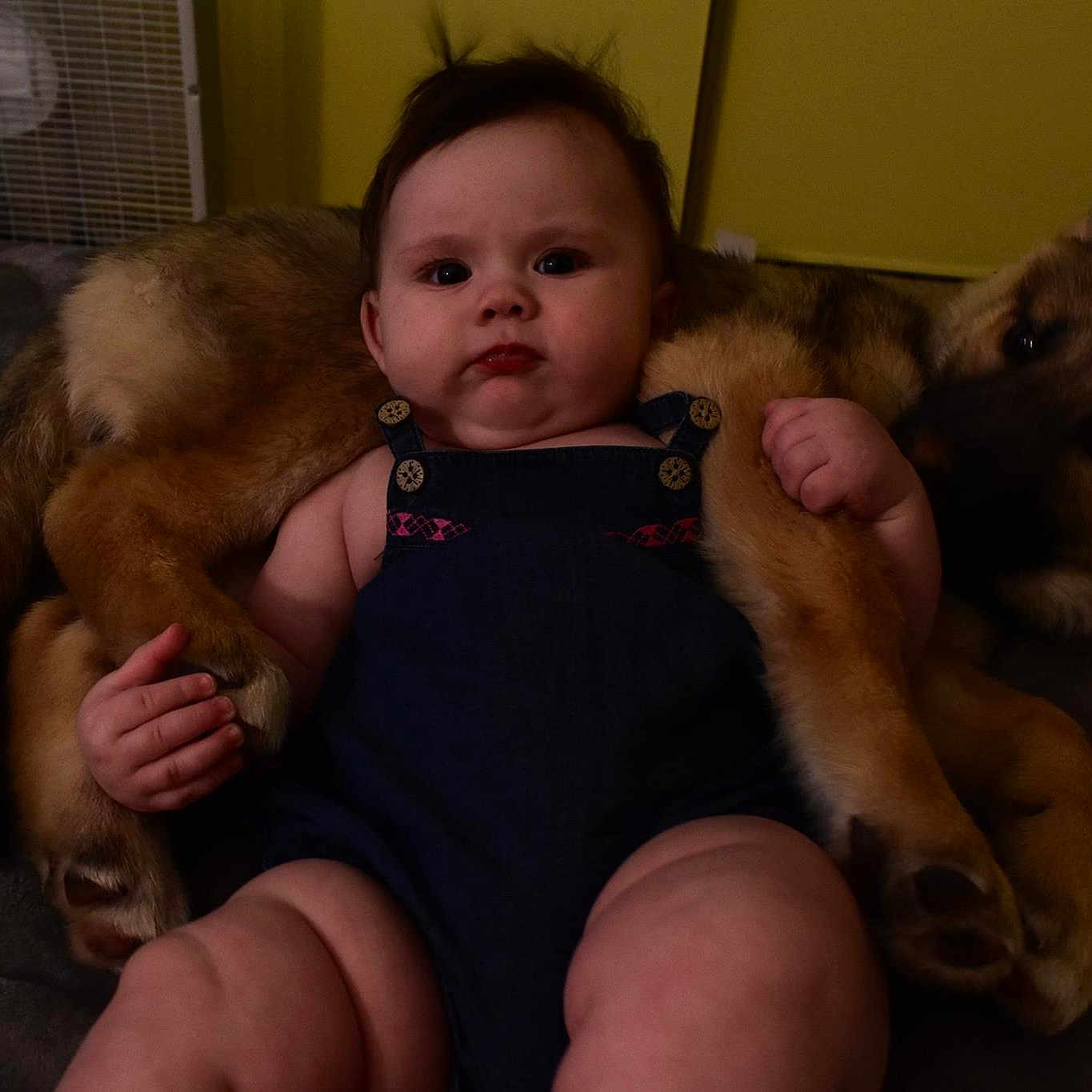 Persephone joined the competition — help win amazing prizes! baby, canidae, carnivore, cheek, child, dog, dog_breed, ear, eye, fawn, fur, iris, leg, muscle, nose, person, puppy, sitting, skin, sporting_group