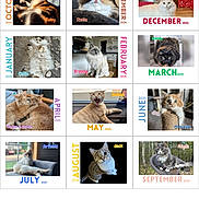 Brandy joined the competition — help win amazing prizes! advertisement, animal, art, canine, cat, collage, coyote, dog, file, fox, invertebrate, kitfox, lion, page, pet, poster, pug, spider, text, webpage