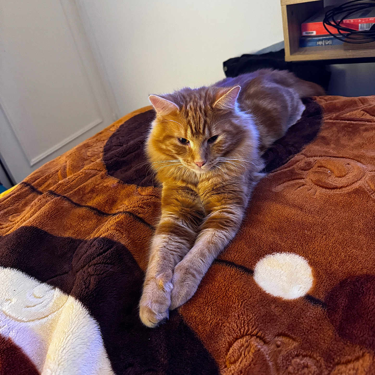 Casca De Bala a rejoint le concours — aidez-le/la à gagner de superbes lots ! animal, bedroom, blanket, cat, clothing, comfort, cozy, feline, fur, furniture, household, indoor, orange_tabby, paws, pet, relaxed, resting, shelf, warm_lighting, whiskers