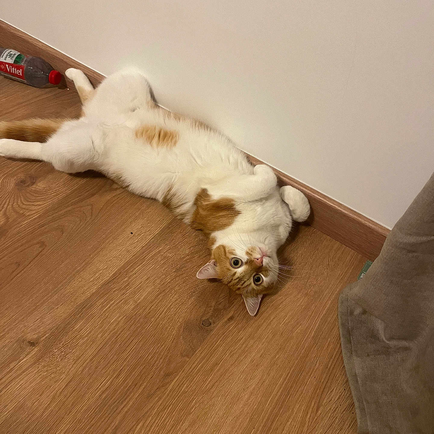 Damien participe au concours pour gagner de l'argent avec cette photo : animal, cat, curious, curled_paws, curtain, domestic_animal, ears, flooring, fur, home, indoor, lying_down, orange_and_white, pet, relaxed, tail, wall, water_bottle, whiskers, wooden_floor