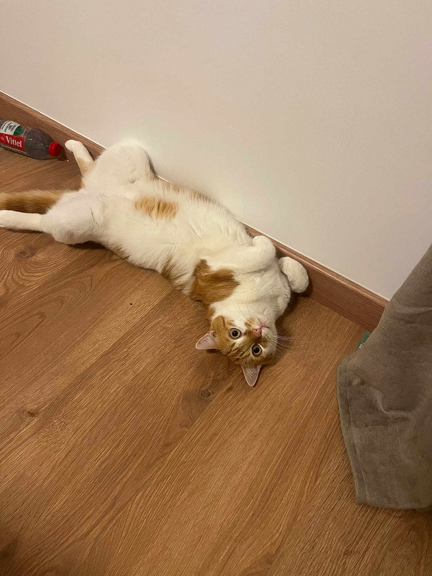 Damien participe au concours pour gagner de l'argent avec cette photo : cat, orange_and_white, lying_down, wooden_floor, curled_paws, relaxed, indoor, wall, curious, pet, domestic_animal, flooring, fur, whiskers, ears, tail, water_bottle, curtain, home, animal