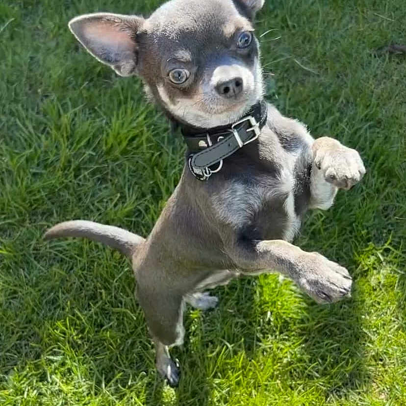 Rocco is registered to the contest to win money with this photo: accessories, animal, bostonbull, bulldog, canine, chihuahua, dog, grass, hound, husky, lawn, leash, pet, plant, policedog, puppy, snout, strap, whitedog