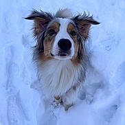 Aïko Bourigault a rejoint le concours — aidez-le/la à gagner de superbes lots ! dog, snow, outdoor, animal, fluffy, ears, curious, winter, white, brown, black, fur, paw_prints, canine, nature, cold, playful, pet, mammal, looking_up