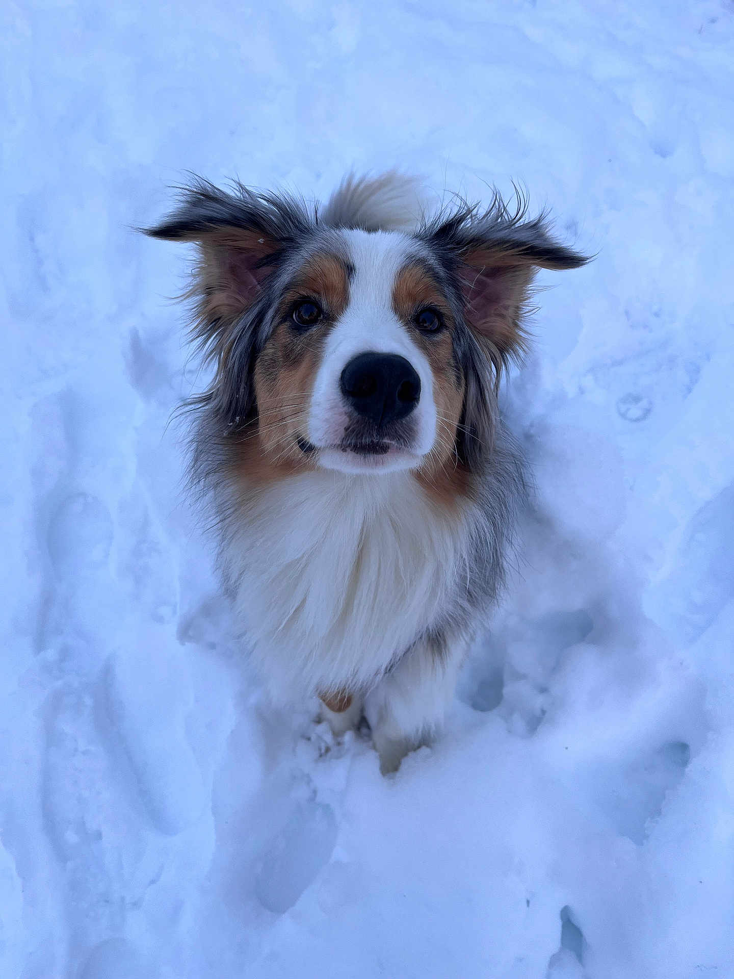 Aïko Bourigault a rejoint le concours — aidez-le/la à gagner de superbes lots ! dog, snow, outdoor, animal, fluffy, ears, curious, winter, white, brown, black, fur, paw_prints, canine, nature, cold, playful, pet, mammal, looking_up