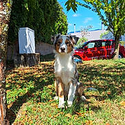 Aïko participe au concours pour gagner de l'argent avec cette photo : animal, blue_sky, building, canine, car, daytime, dog, ears, fur, grass, hedge, leaf, nature, outdoor, park, pet, shadow, sitting, sunlight, tree