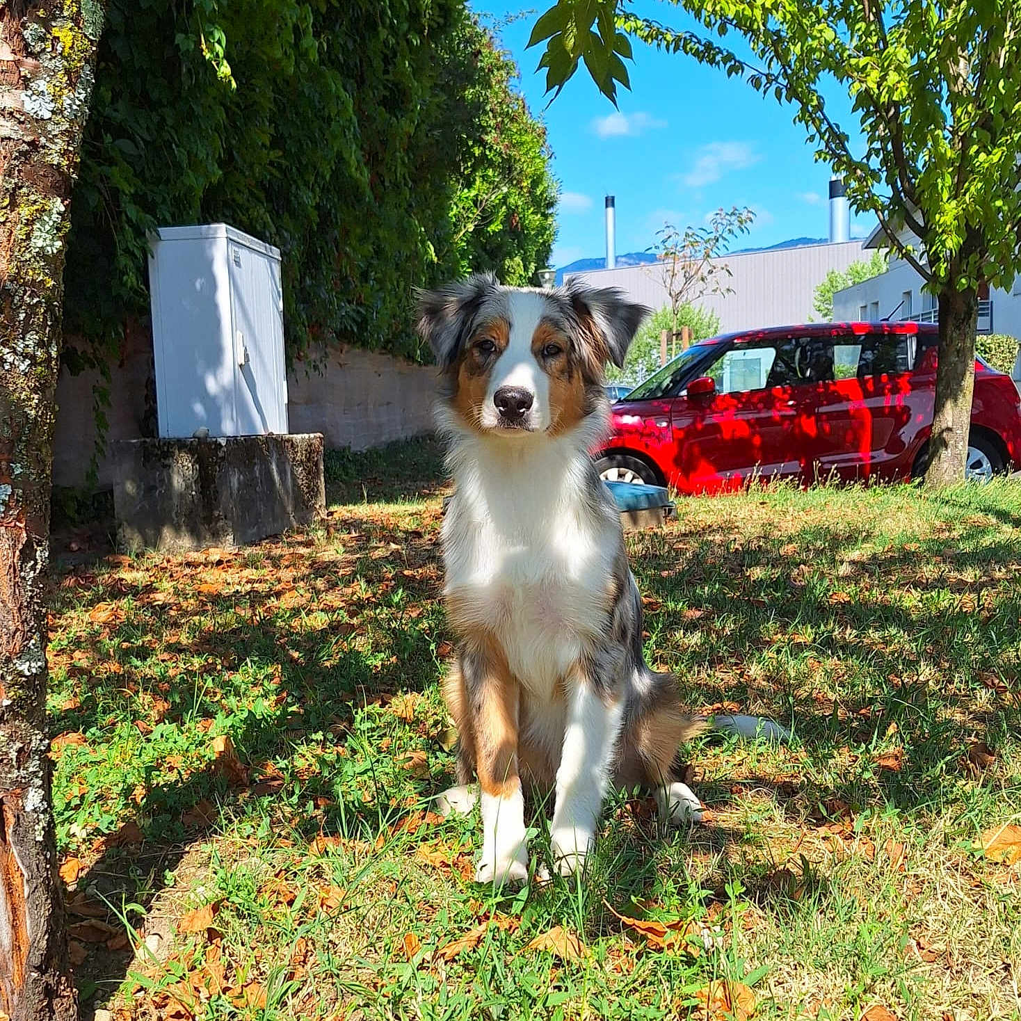 Aïko participe au concours pour gagner de l'argent avec cette photo : animal, blue_sky, building, canine, car, daytime, dog, ears, fur, grass, hedge, leaf, nature, outdoor, park, pet, shadow, sitting, sunlight, tree