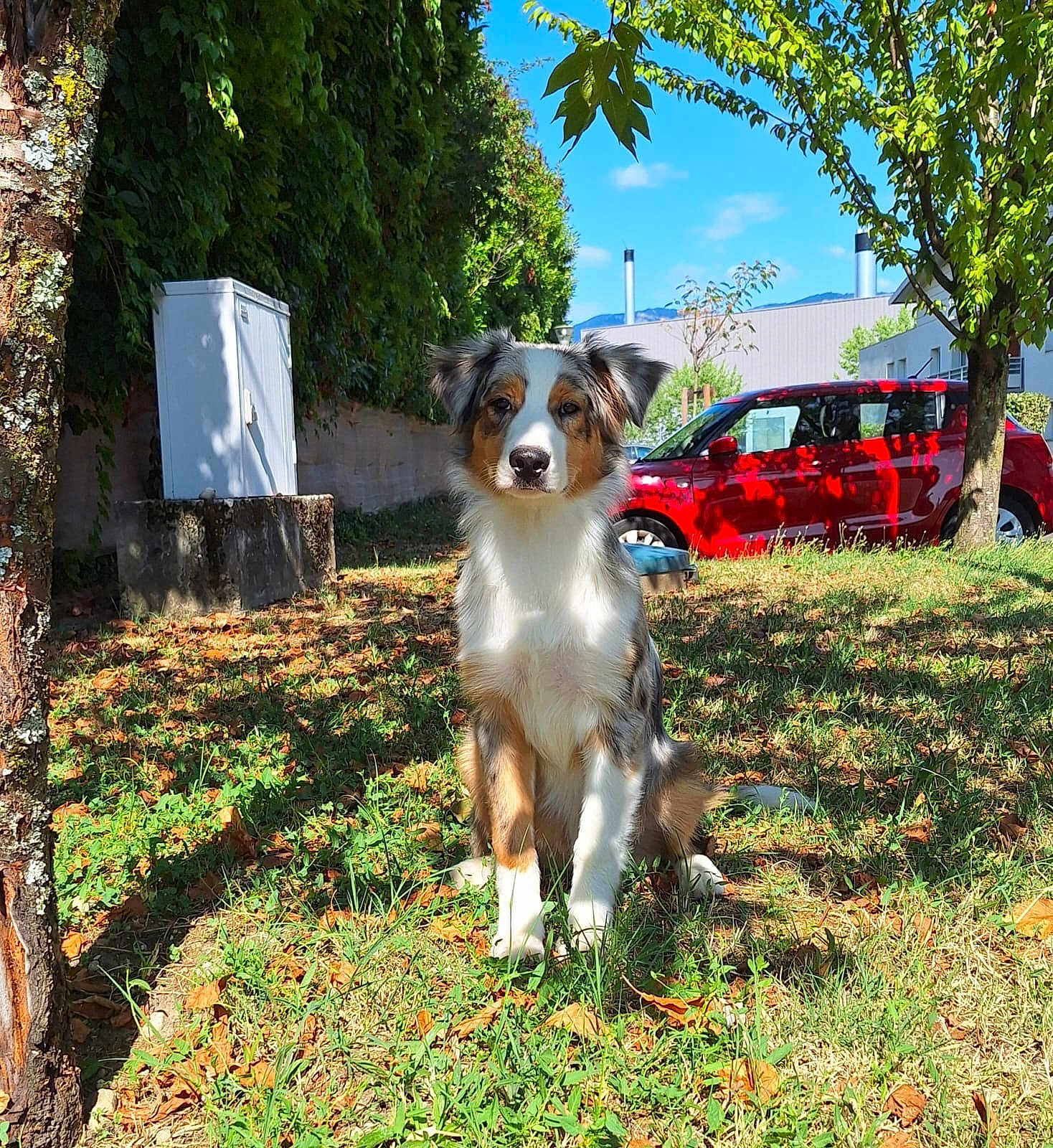 Aïko
