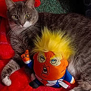 Mr.blue joined the competition — help win amazing prizes! animal, blue, carpet, cat, close_up, cute, funny, fur, green_eyes, indoor, orange, pet, plush_toy, red_blanket, relaxed, resting, tabby_cat, toy, white_paws, yellow_hair