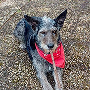 Maïko a rejoint le concours — aidez-le/la à gagner de superbes lots ! animal, bandana, black_and_gray_fur, brown_eyes, canine, companion, cute, dog, ears, front_legs, fur, lying_down, muzzle, nature, outdoor, pebble_ground, pet, playful, resting, stick