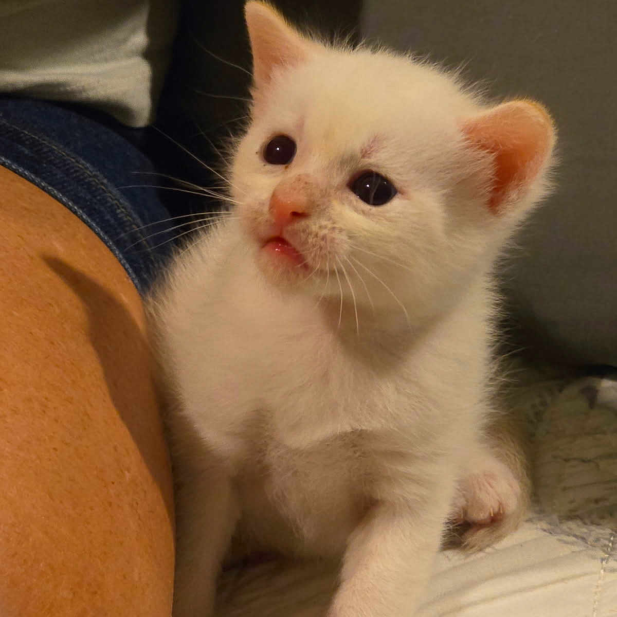 Casper is registered to the contest to win money with this photo: animal_face, cat, closeup, curious, cute, domestic_animal, feline, fur, human_arm, human_leg, indoor, kitten, paw, pet, quilt, small, soft_light, whiskers, white_cat, young_animal
